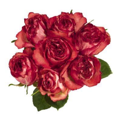 Netto Markendiscount